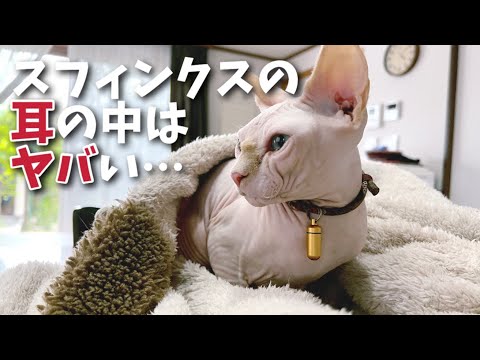恐ろしい事になっているスフィンクス猫の耳の中を見たことはありますか?