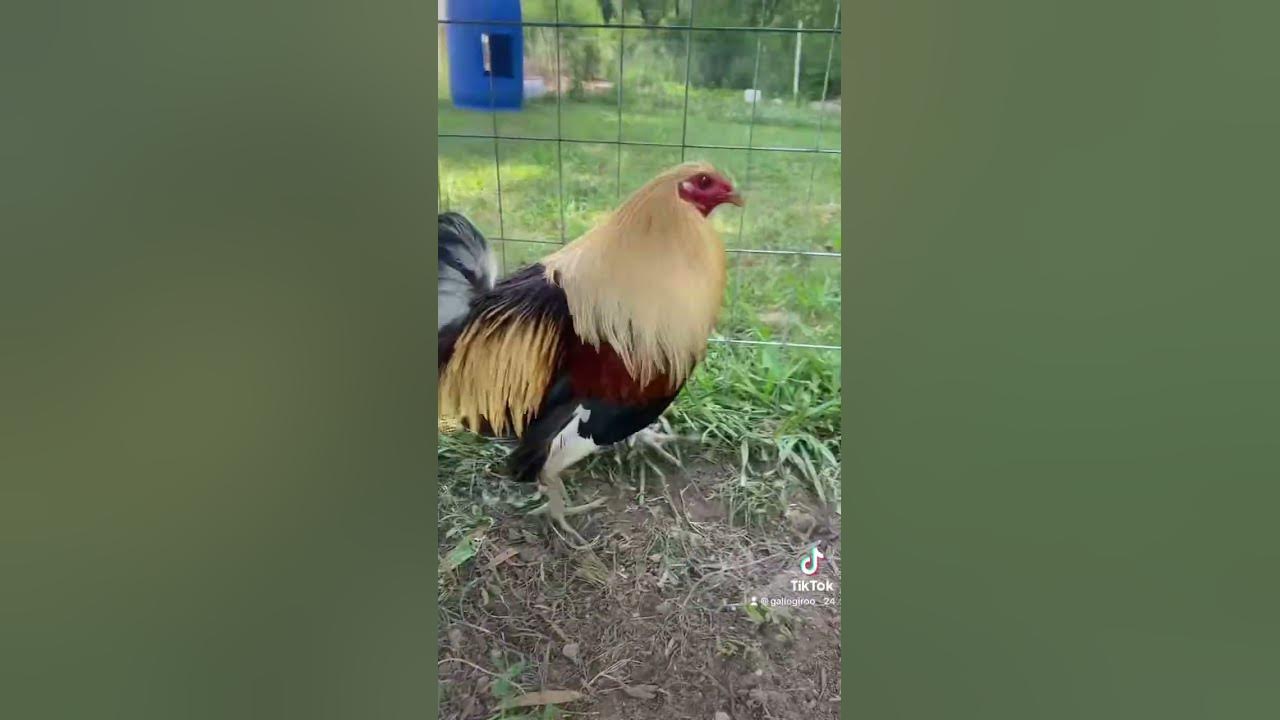 Gamefowl YouTube