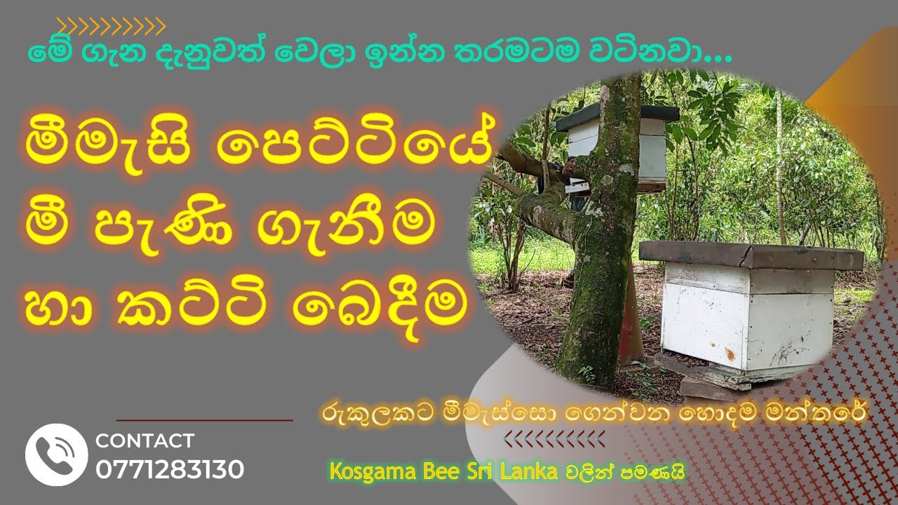 මීමැසි පෙට්ටියෙන් මීපැණි ගැනීම හා කට්ටි බෙදීම...