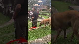 Cheeky Animals Compilation  #crazycomedy #funny #animallife #animallovers #cheeky #compilation