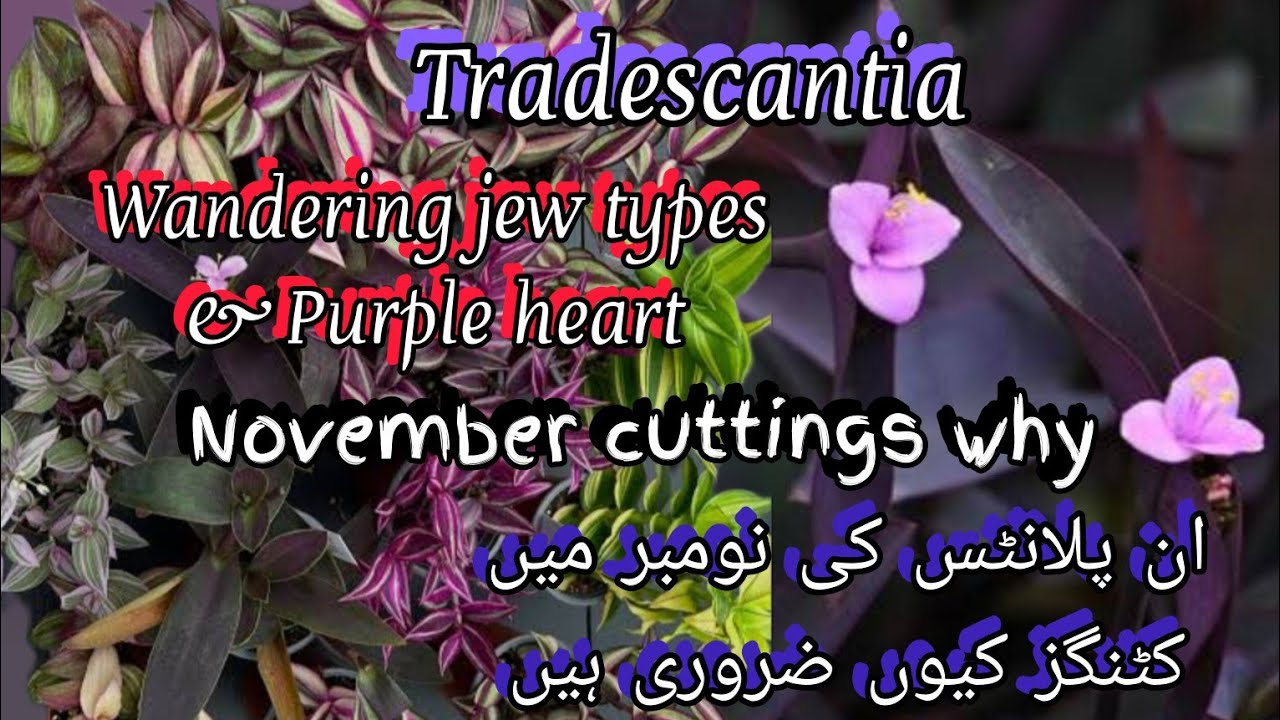 Tradescantia varieties purple heart and wandering jew cuttings in November//Bloom with SI 