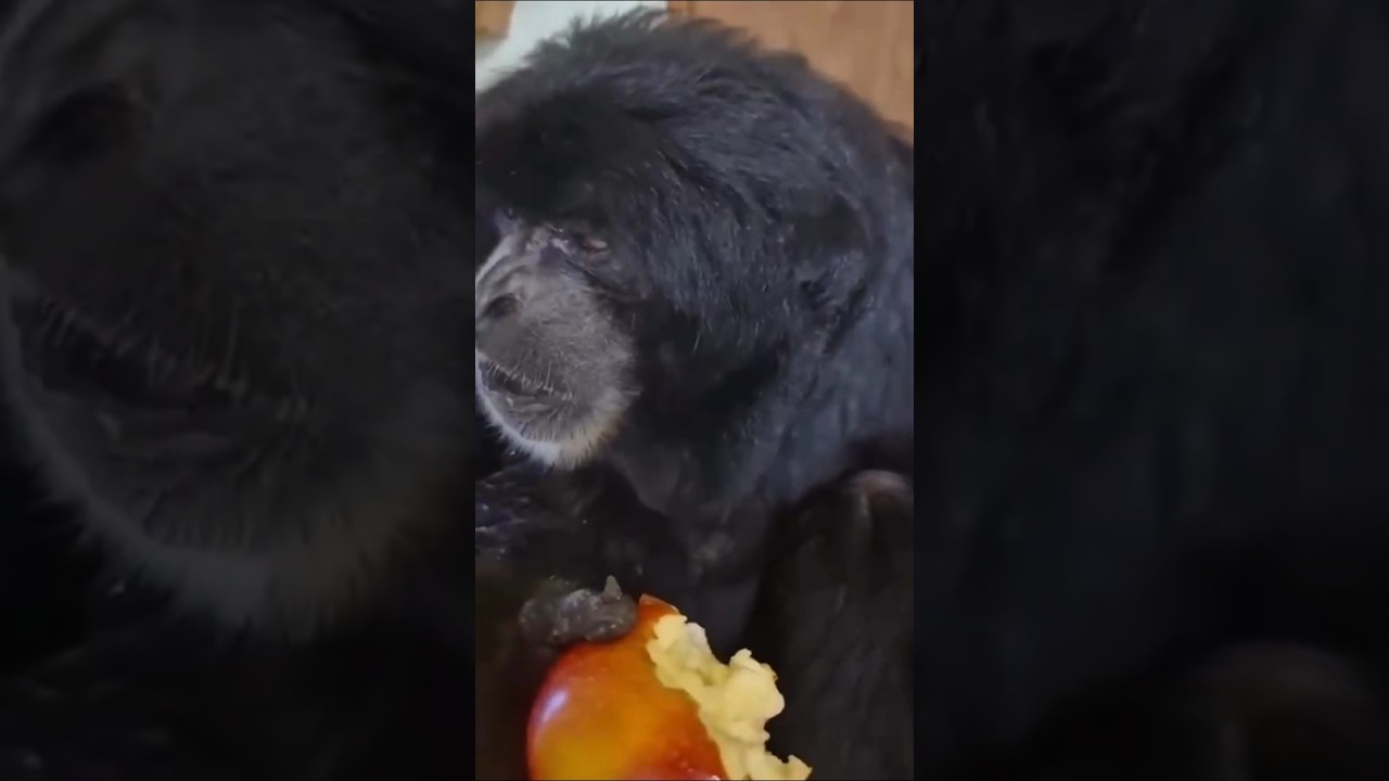 monkey funny video 2025 