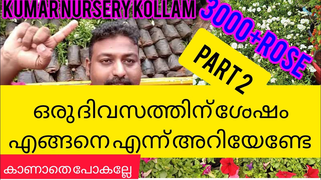 3000+ROSE മറ്റു പൂച്ചെടികൾ ഒരുദിവസത്തിന് ശേഷം എങ്ങനെ അറിയേണ്ടേ??#rose # ...