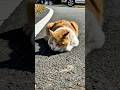 A loving story#cat #animals #animalrescue #love #shorts