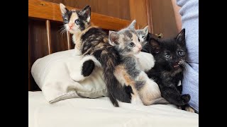 Rescuing Momma cat and her kits - Mexico 2024