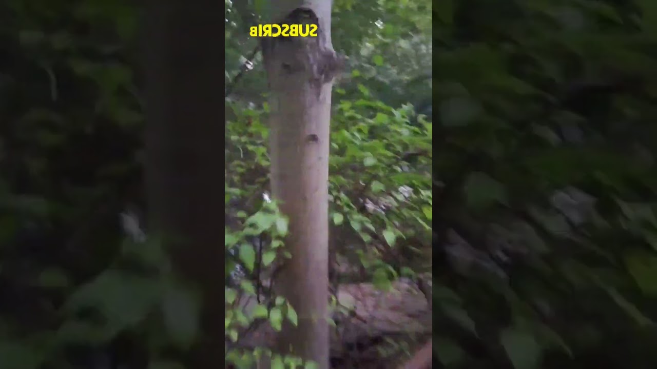 My Jungle Resort stay memorable experience 