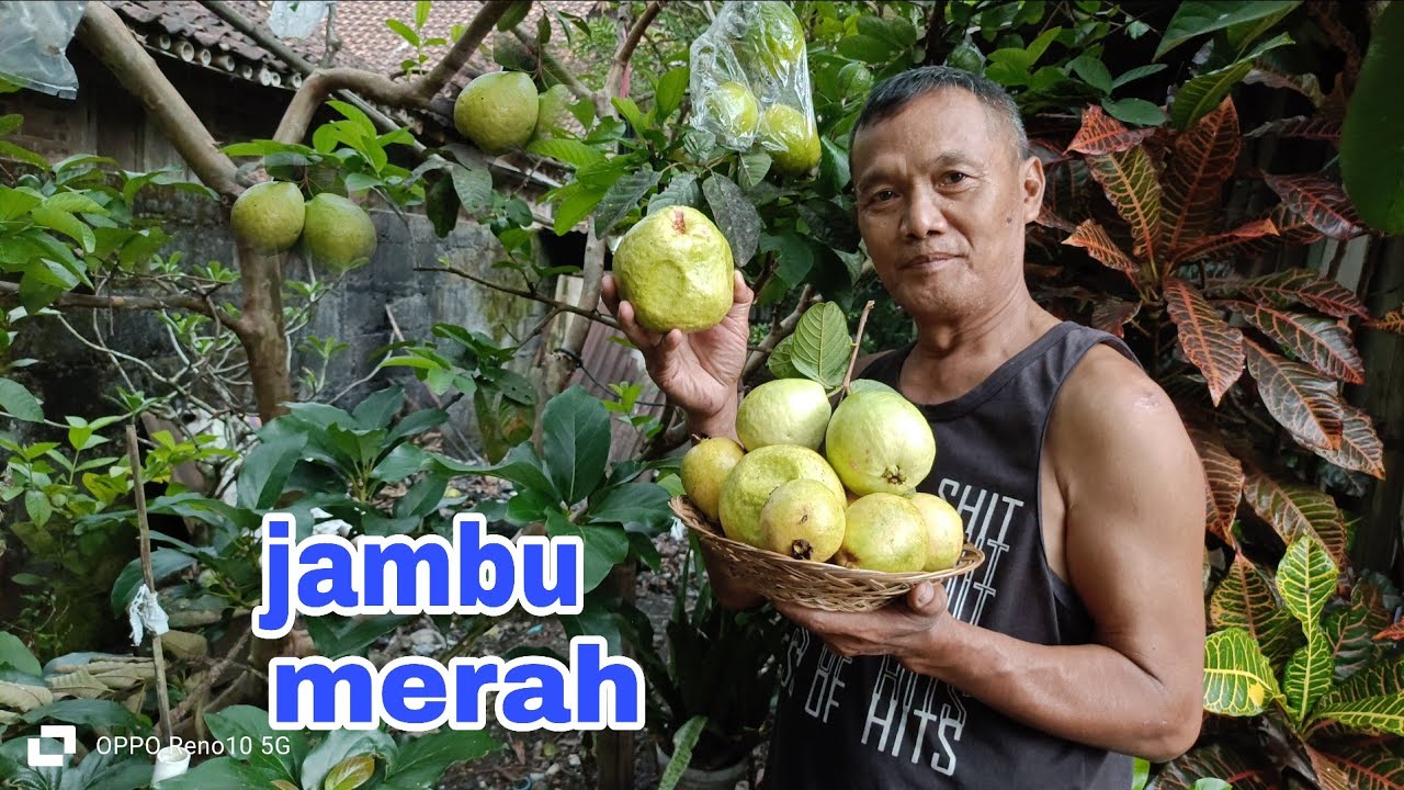 Mau ngejus jambu merah tinggal petik di samping rumah (@ Buk min Hadi channel)