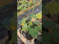 What’s Your Best Tip for Growing Zucchini? Watch My Budget Grow Bag Success! #gardening #gardentips