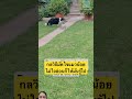 ยอมข้าซะเถอะ #cat #smilesmile #voiceeffects #shortvideo #pets #shortvideo #youtubeshorts