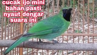 pancingan cucak ijo mini/jomin paling ampuh agar jomin bahan cepat bunyi
