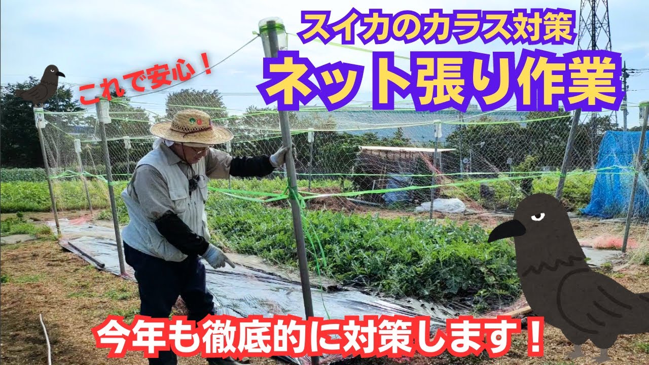 スイカのカラス対策【ネット張り作業】【毎年恒例】2023年7月2日