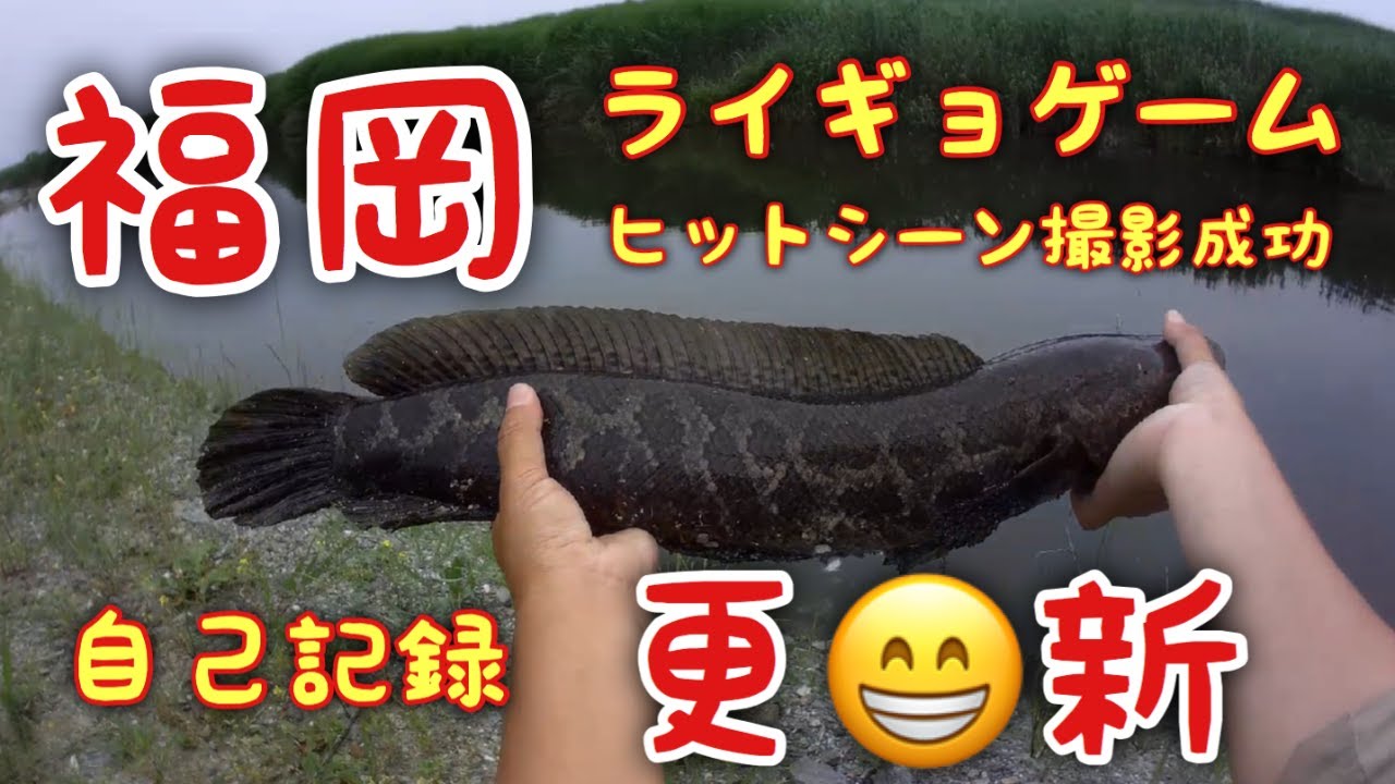 釣り 福岡県 雷魚ゲーム 自己記録更新 Youtube