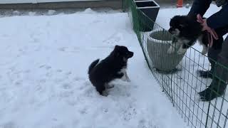 Finsk lapphund syskon på vinterpromenad 10 veckor gamla