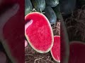 Ăn Dưa Hấu Không Cần Nhả Hạt #fruit #fruitcutting #watermelon