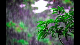 Rain and Nature Sounds | Pomodoro | Help to Improve Your Workflow