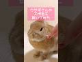 ウサギさんのスポ毛を抜いてみた🐰 #うさぎのうい #bunny #shorts
