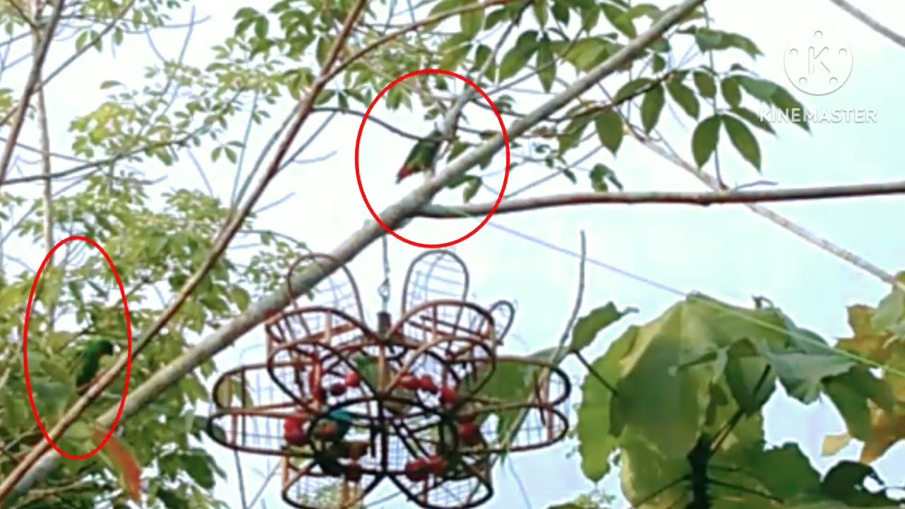 Tapau 4 poin,,,,TERNYATA d SPOT ini TIDAK mengecewakan #Serindit #memikatserindit #kicauburung