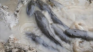 Trúng bầy cá lóc trên mương lúa | Bông lúa Miền Tây