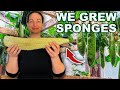 This is how we grow  process luffas for sponges