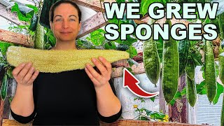 This Is How We Grow & Process Luffas For Sponges by Wilderstead 3,845 views 2 months ago 11 minutes, 52 seconds