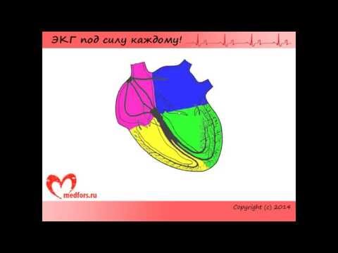 Урок 8. Видеокурс "ЭКГ под силу каждому".