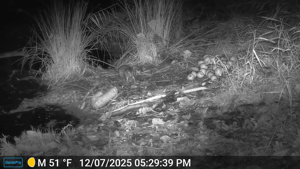 Muskrats love apples at Edwards Meadows HOA, upper beaver pond