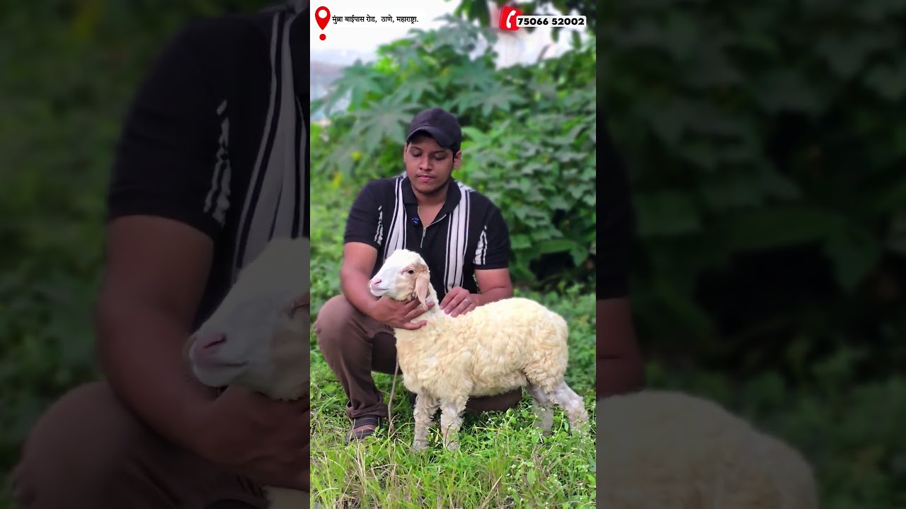 Bannur Sheep Kids Top Quality Available for Sale at STAR GOATS FARM Asif STD 88798 09944 Mumbra