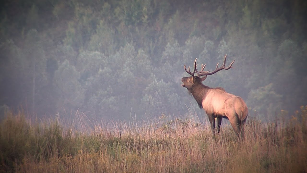 Kentucky Elk Management Plan