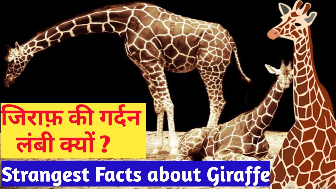 जिराफ़ की गर्दन लंबी कैसे हुई? | Giraffe Facts in Hindi - YouTube