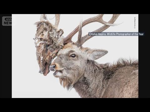 A remarkable achievement at a global wildlife photography contest