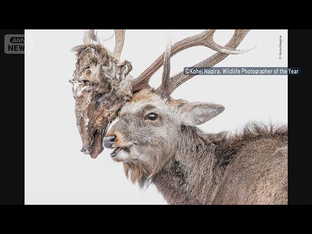 A remarkable achievement at a global wildlife photography contest