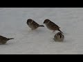 Takapihalta 8 2 2026, A7RV+200 600mm, 4K 50p PPei 10bit