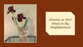 Historic or Not? Irises in My Neighborhood