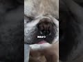 いぬの寝起き#フレンチブルドッグ #フレブル #フレブルクリーム #フレブル飼い方 #puppy #youtubeshorts #犬のいる生活 #癒し #pets
