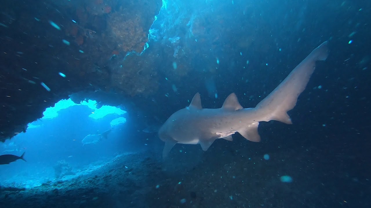 Just us and the Sharks...