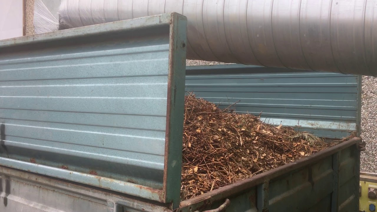 drying Christmas tree wood chips