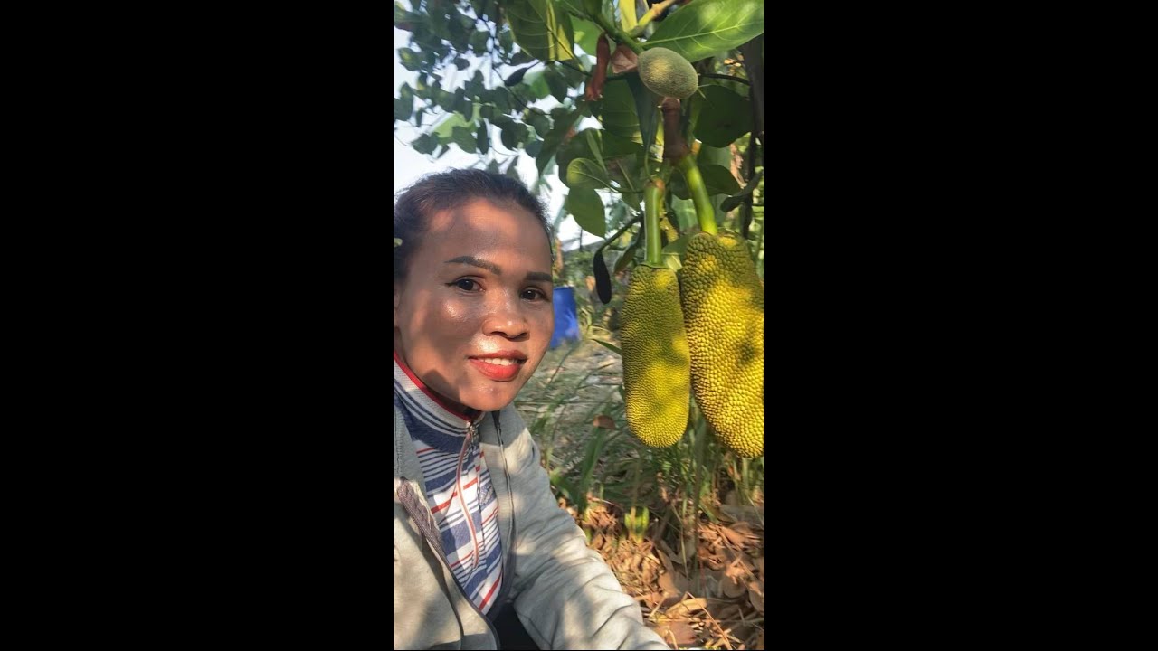 តោះរកបន្លែក្បែផ្ទះហូប​ ម៉ែកាឆែត