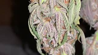 Peg City Cannabis - Recent Harvest 2 #tnb #tnbnaturals #teamtnb