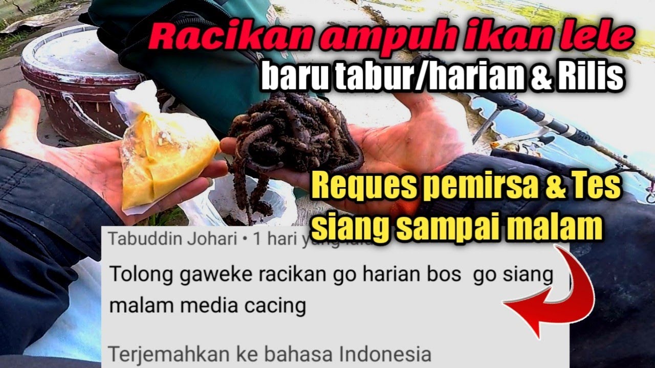Racikan cacing ampuh umpan ikan lele harian dan rilis dan tes siang sampai malam