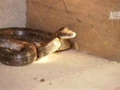 Angry Snake Bites Turtleman | Call of the Wildman