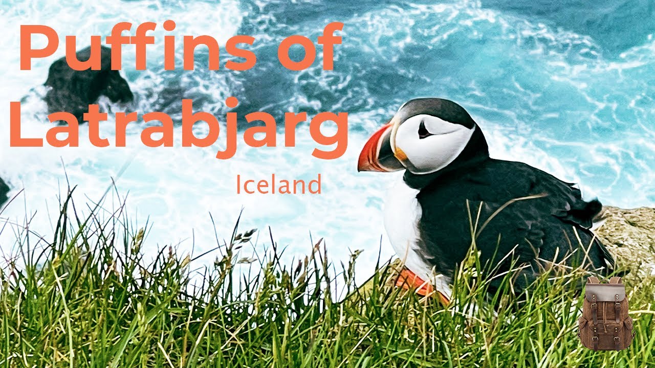 🐧 THOUSANDS of PUFFINS on Europe's Most Remote Cliffs - Iceland's Secret Wildlife Paradise | 4K