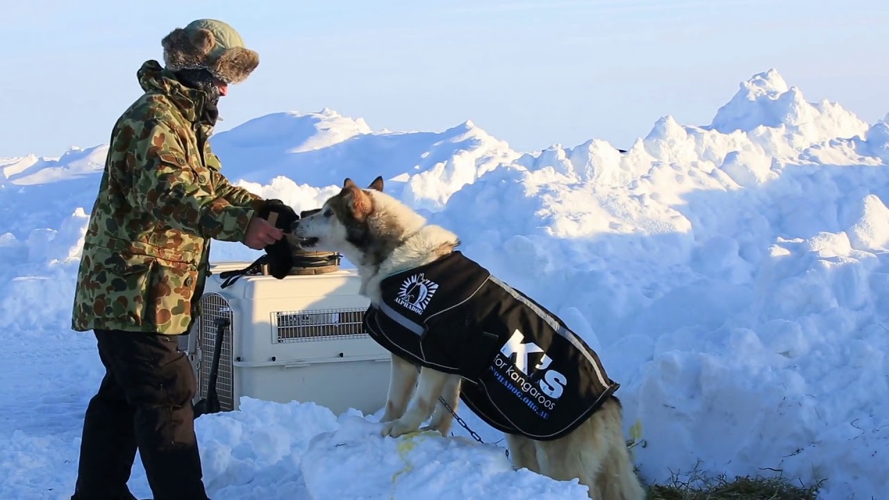 ice camp barneo north pole arctic april 10 2015 a man with his sled dogs in the north pole