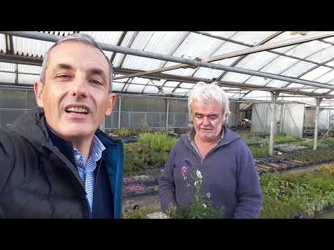 Video: Come coltivare piante di issopo