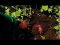 Technology on sustainable organic sweetpotato production