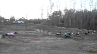 Equine Kingdom - Horses Running in Pasture Turnout, Winter 2012