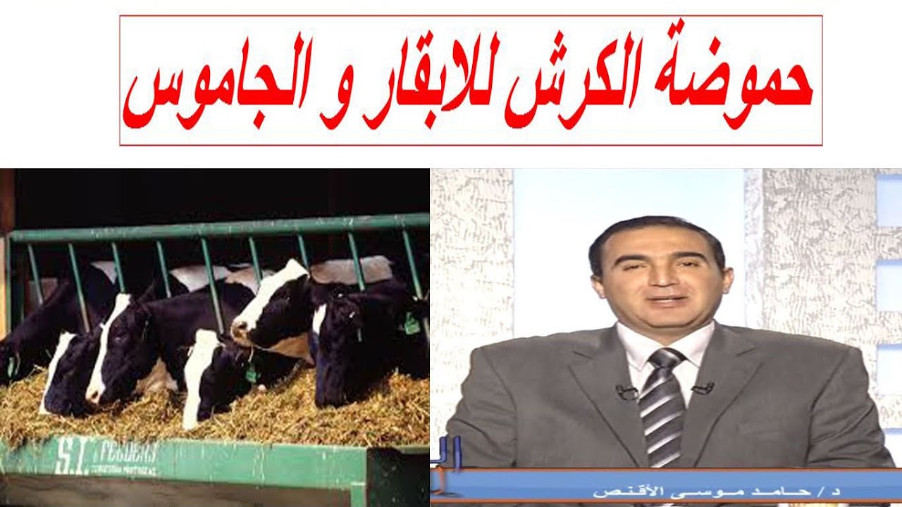 حموضة الكرش Rumen acidosis  فى الابقار و الجاموس الاسباب و الاعراض و الوقاية و العلاج