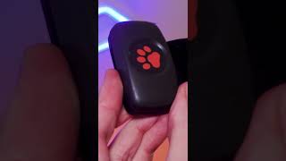 Introducing the PitPat Dog GPS Tracker - Find your dog, wherever adventure takes them.