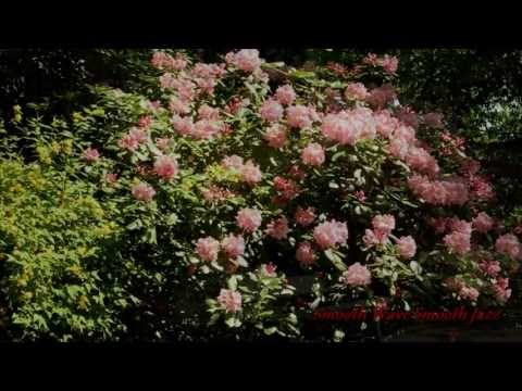 Jeffery Smith - 18 Day's ♥ ♪♫♫• Smooth Jazz •♫♫♪ ♥