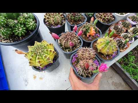 Video Tham quan vườn xương rồng anh Phạm Xuân Vinh - Bé Bự - youtube