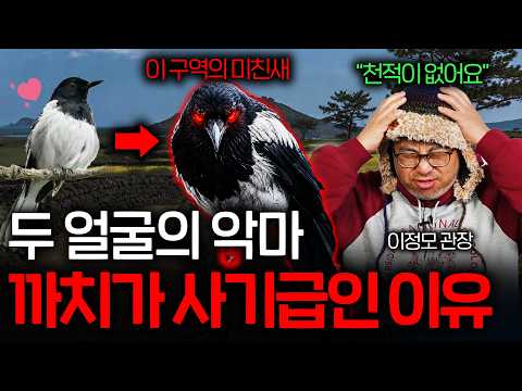 한국 조류 서열 정리해버린 악마새의 정체 (까마귀 담당 일진 ㄷㄷ) / 과학정모 EP.55